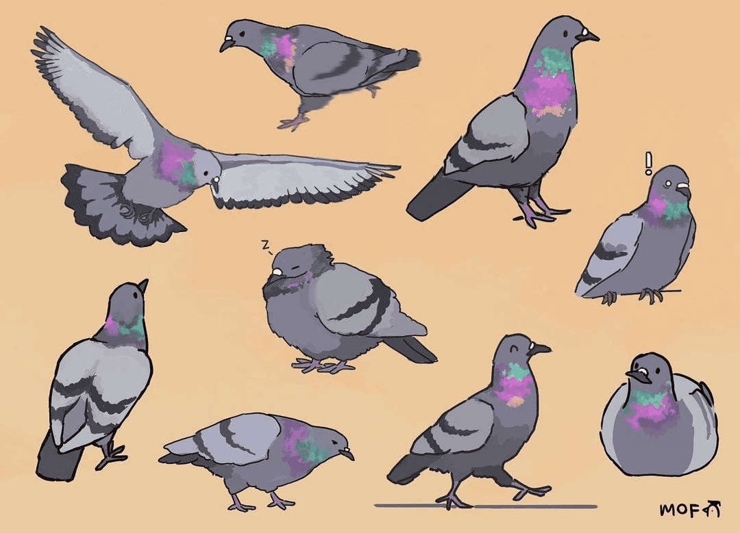 Pigeons