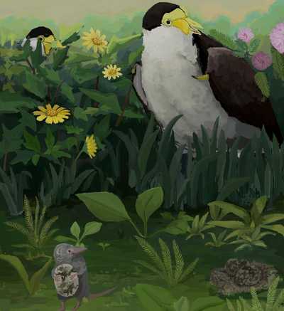 Masked Lapwing and Asian Shrew