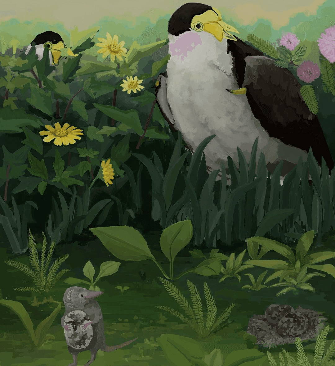 Masked Lapwing and Asian Shrew